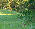 Wyoming hunting land and shooting range