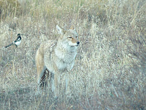 Coyote hunt our property